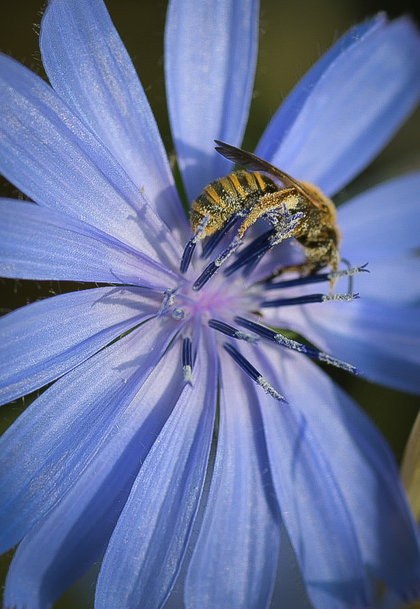 Closeup shot of a Bee